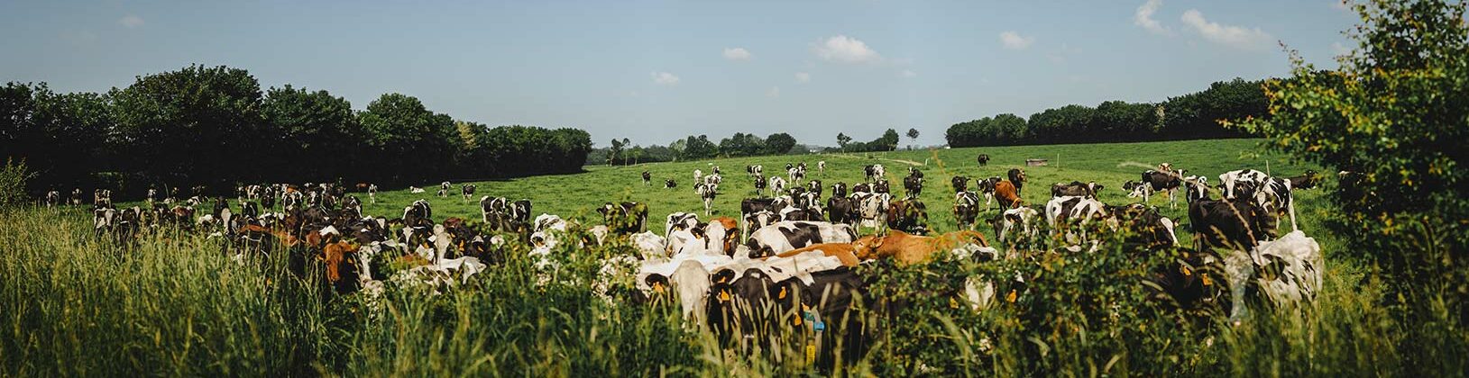 Le troupeau, où se mêlent des vaches de race Holstein et Flamande, se régale de l’herbe abondante et savoureuse de nos prairies, à l’abri des nombreux kilomètres de haies qui les entourent